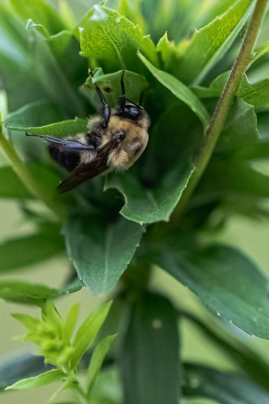 Brown-belted Bumblebee