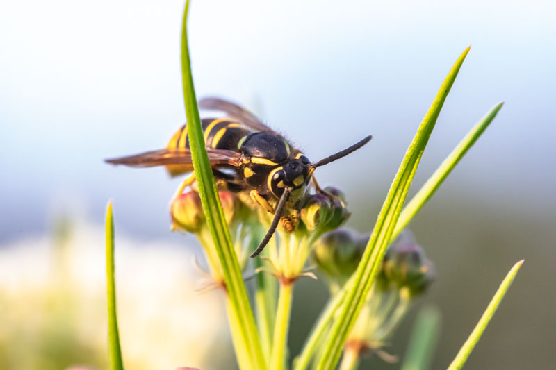 Bald-faced Hornet