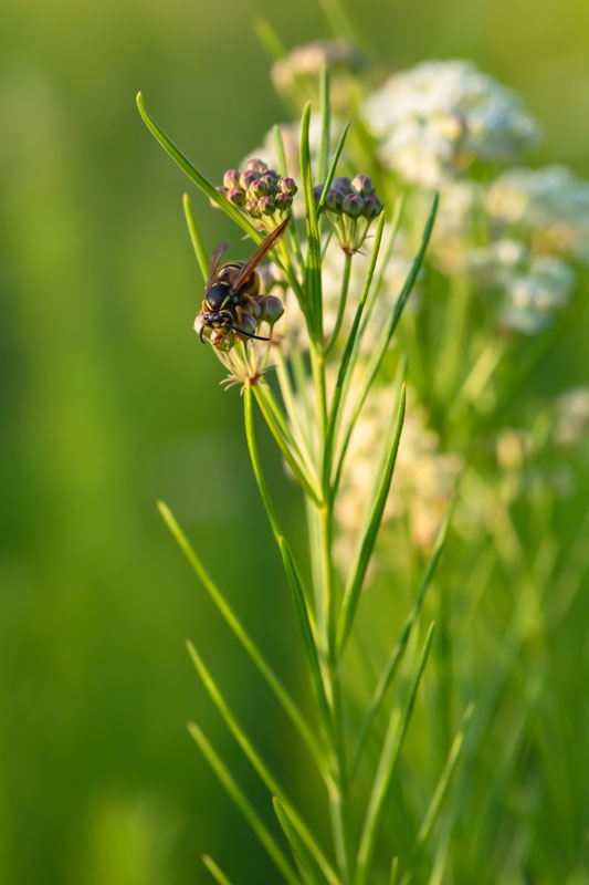 Bald-faced Hornet