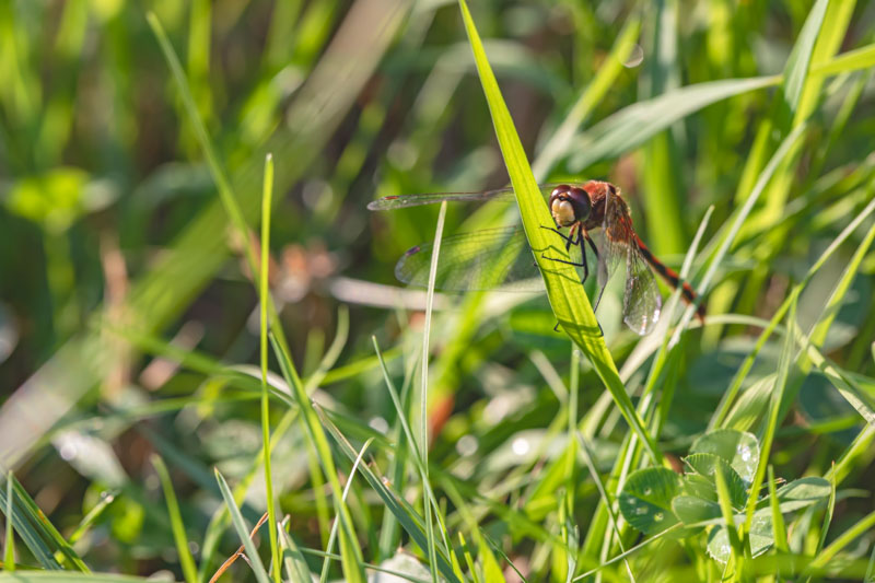 White-faced Meadowhawk