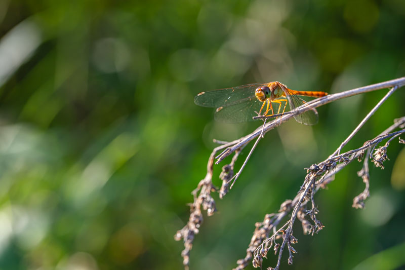 White-faced Meadowhawk