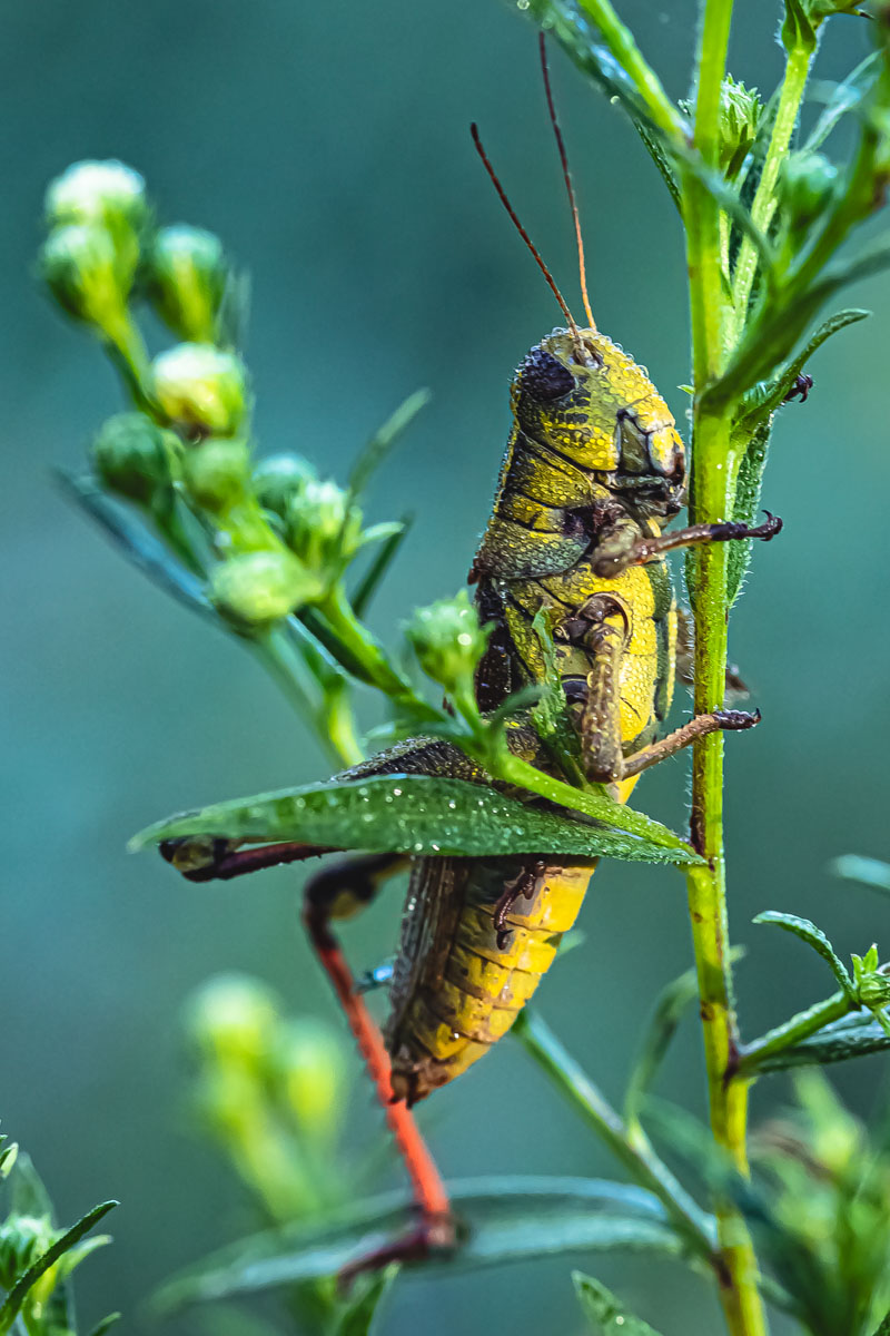 Red-legged Grasshopper