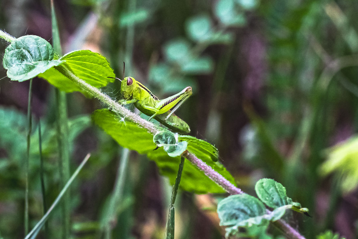 Two-striped Grasshopper