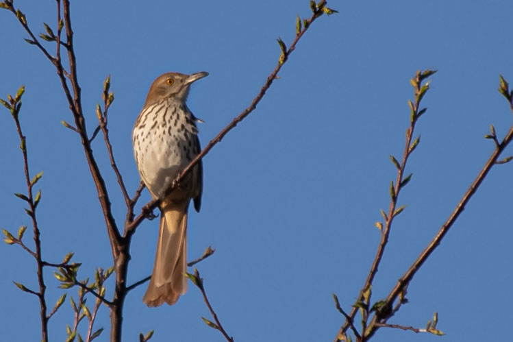 Brown Thrasher