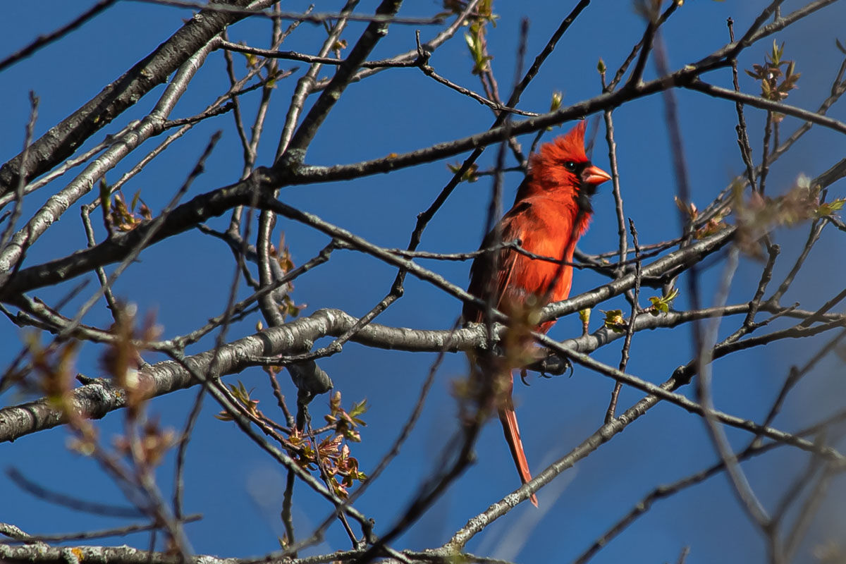 Cardinal