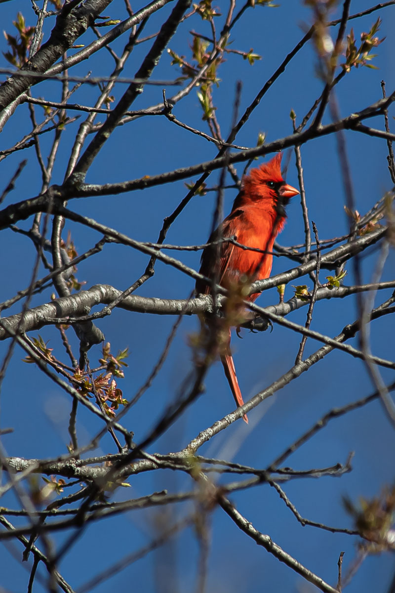 Cardinal