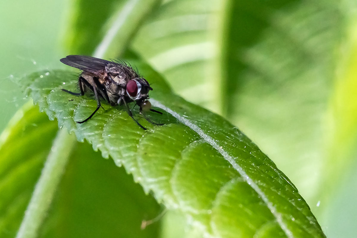 Housefly