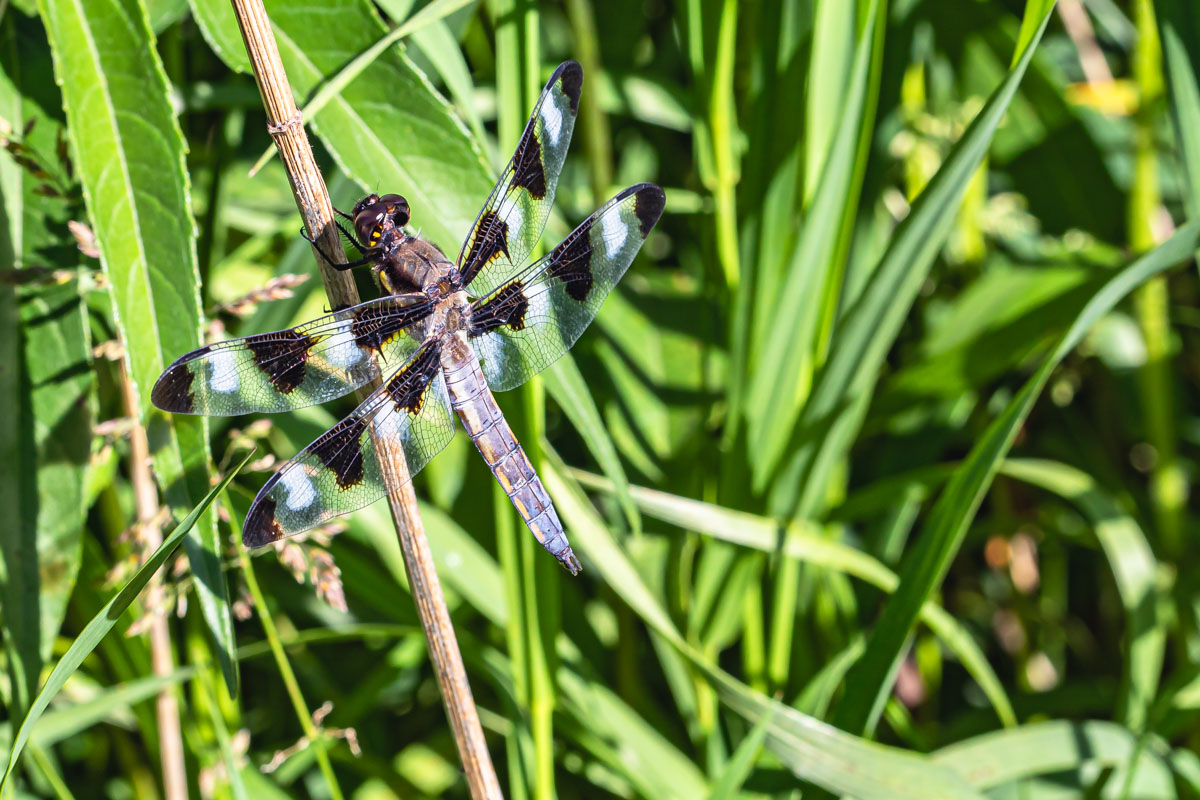 Twelve-spotted Skimmer