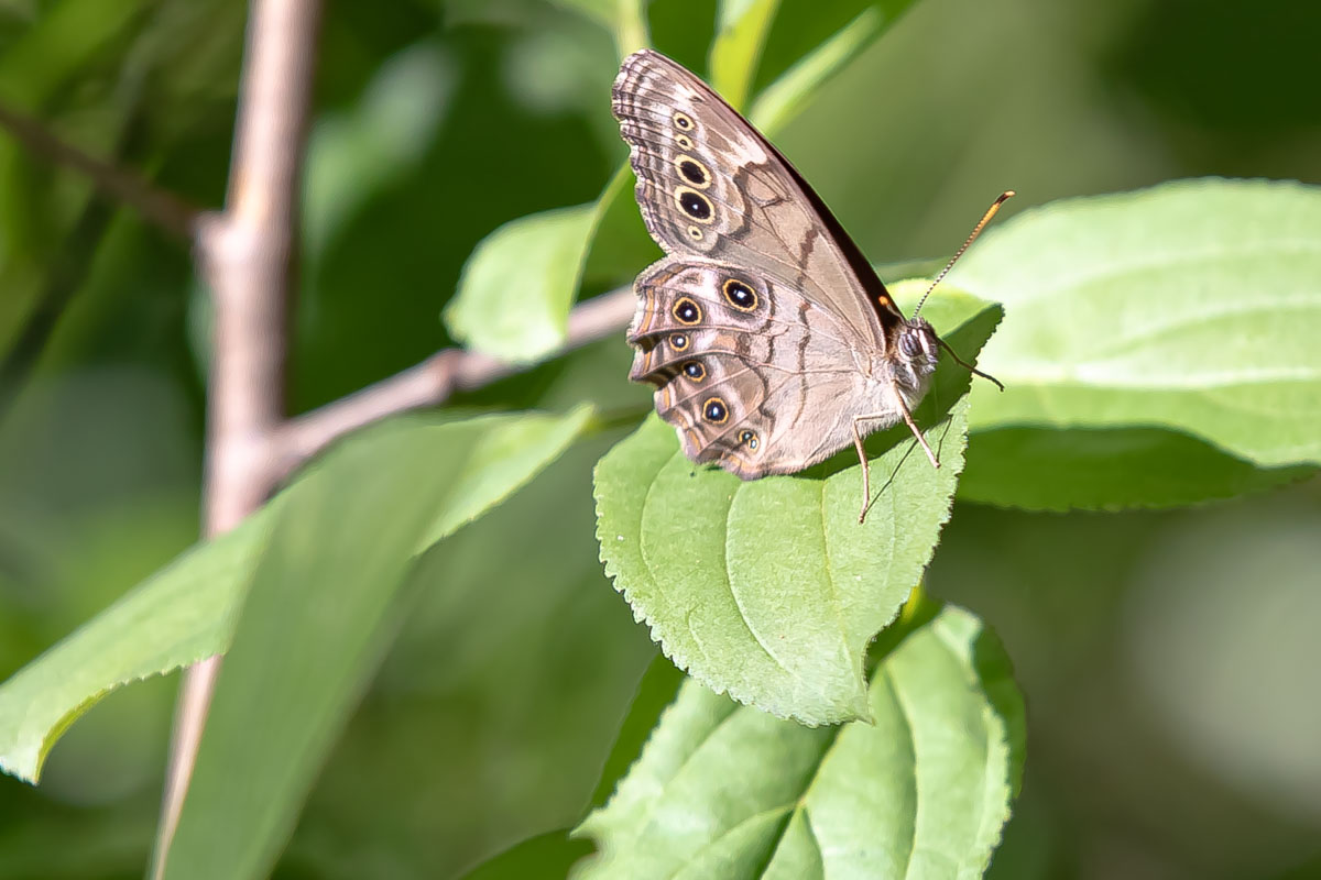 Northern Pearly-eye butterfly