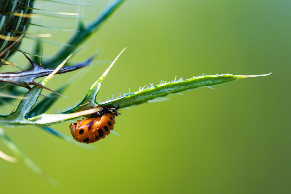Ladybird pupa