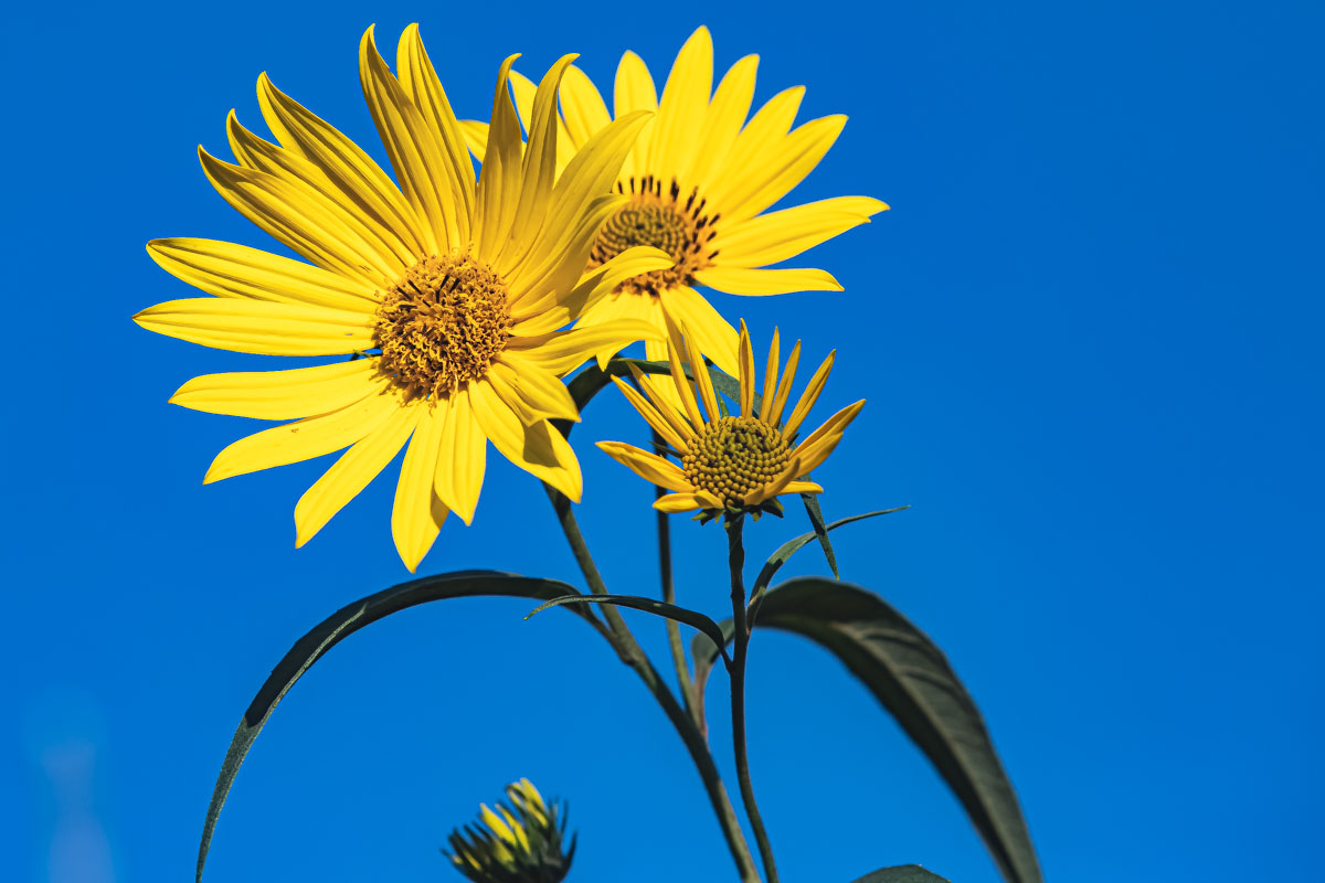 Sawtooth Sunflower