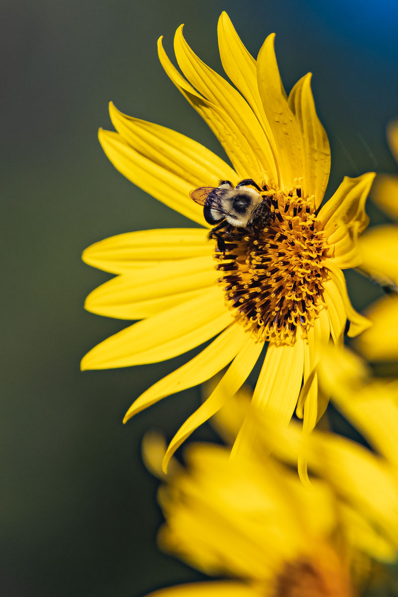 Bumblebee on a sunflower