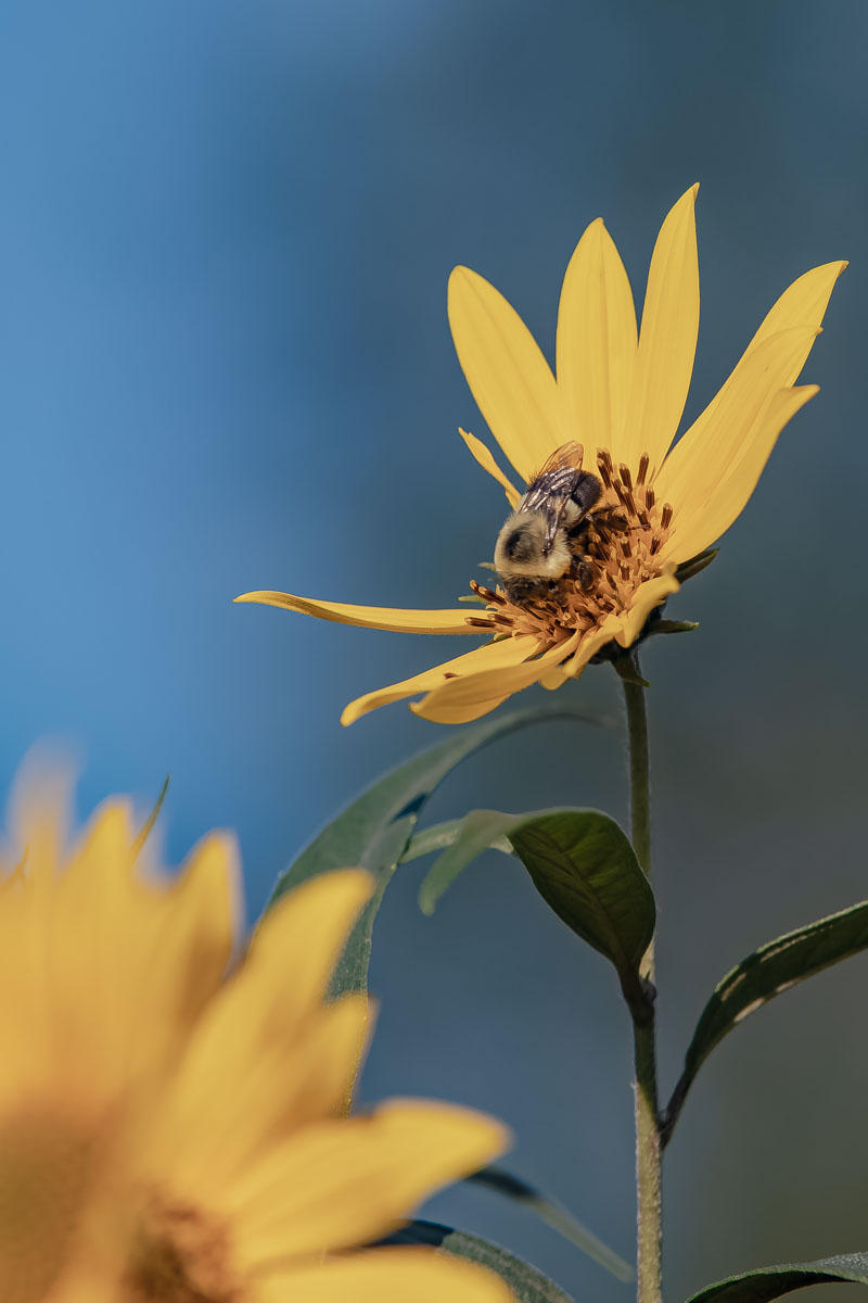 Bumblebee