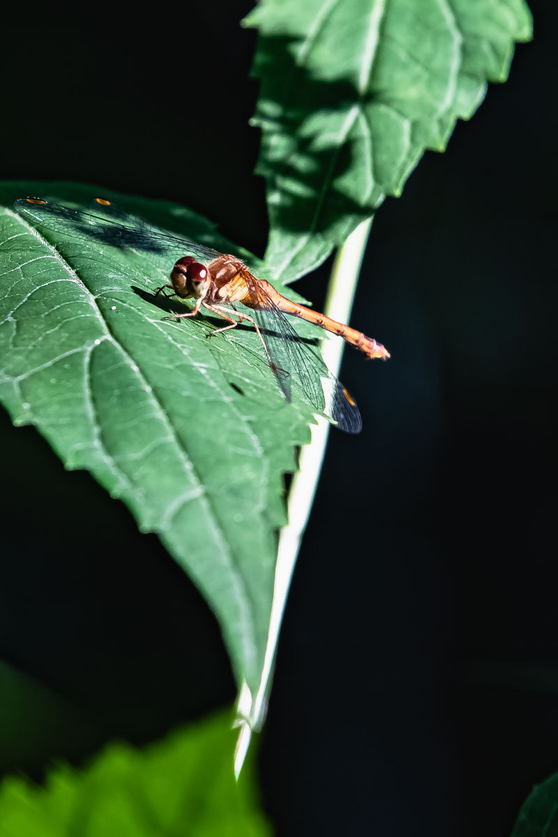 Dragonfly