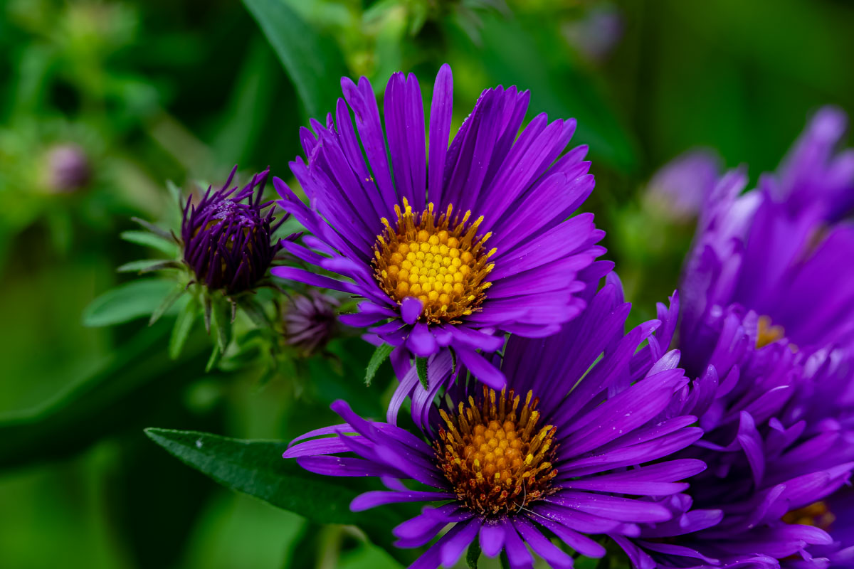 New england aster