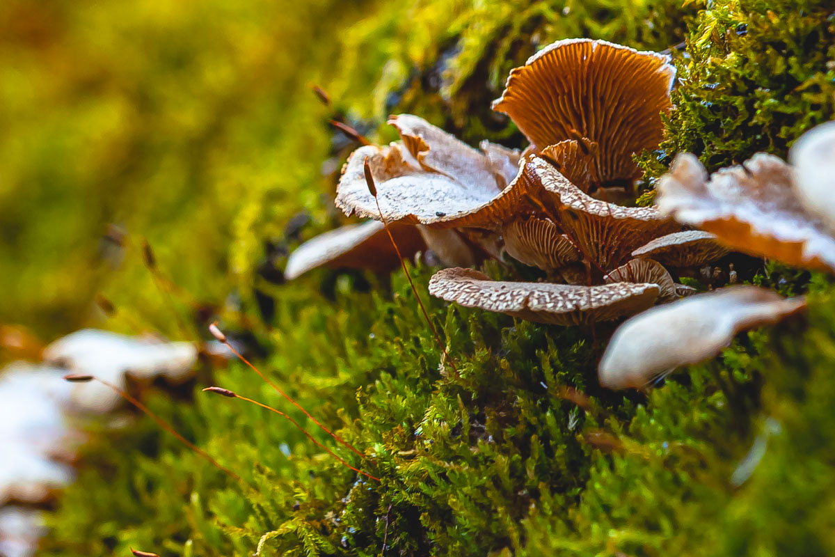 Oyster Mushroom