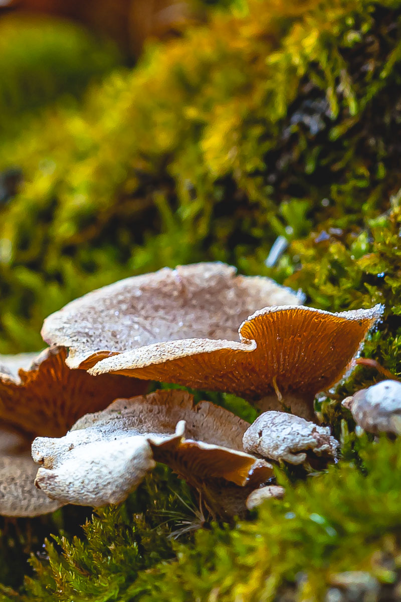 Oyster Mushroom