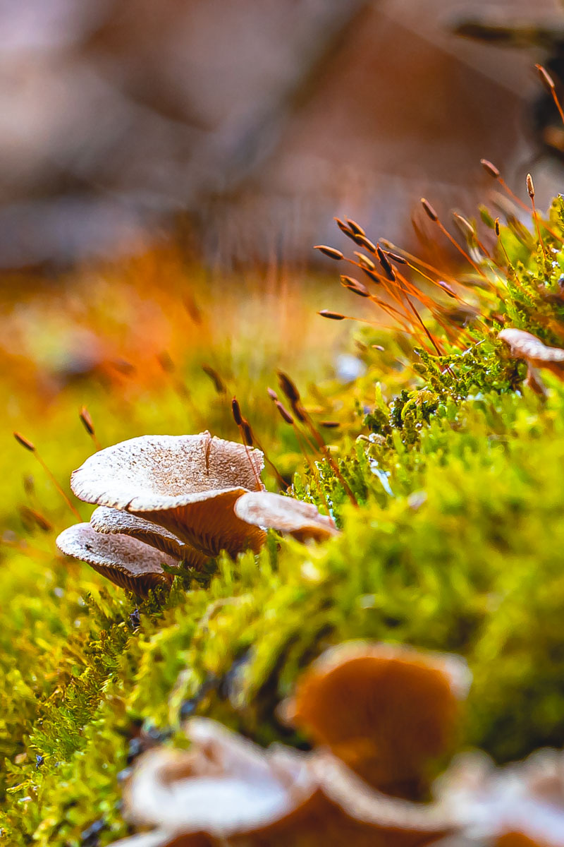 Oyster Mushroom
