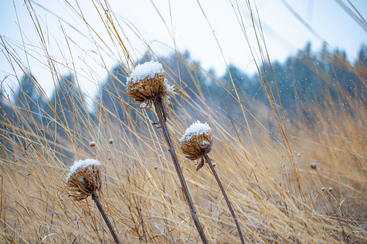 Blackeyed Susan with snow
