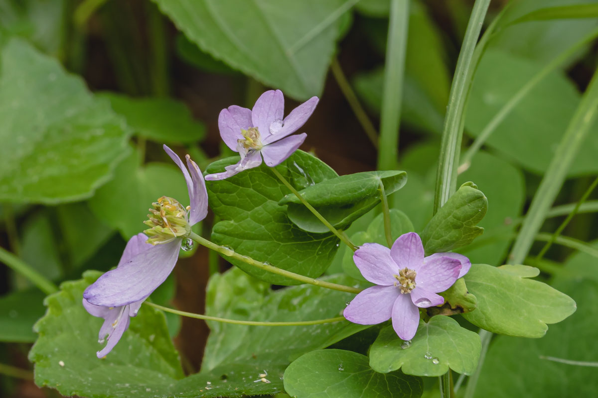 Rue-Anemone
