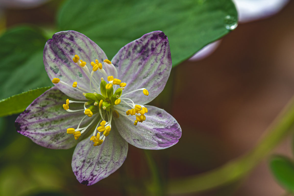 Rue-Anemone
