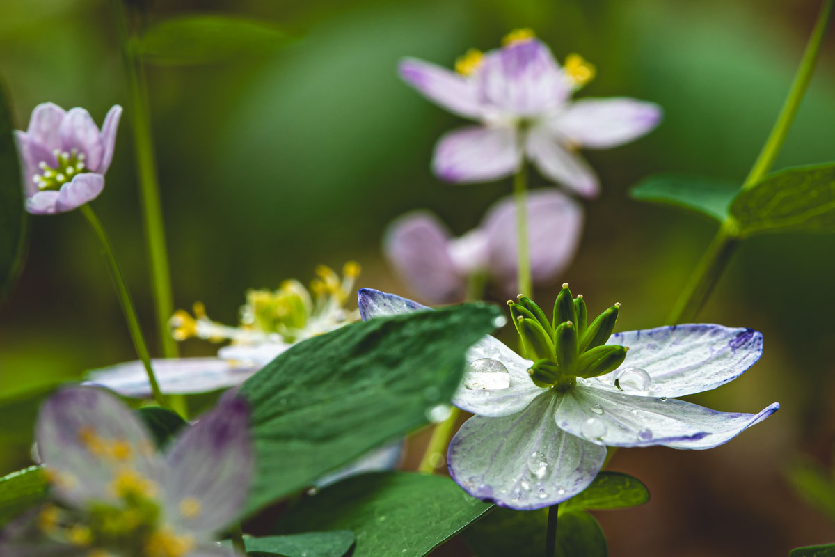 Rue-Anemone
