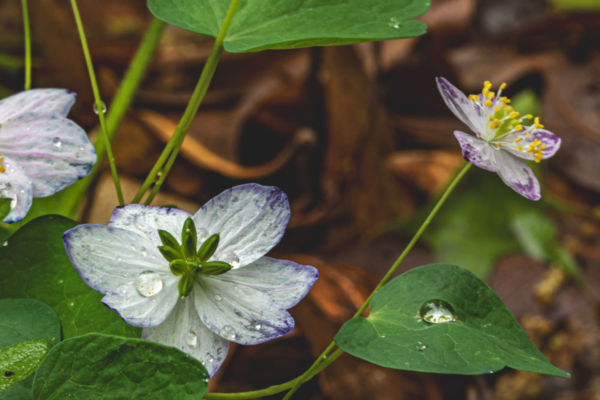 Rue-Anemone