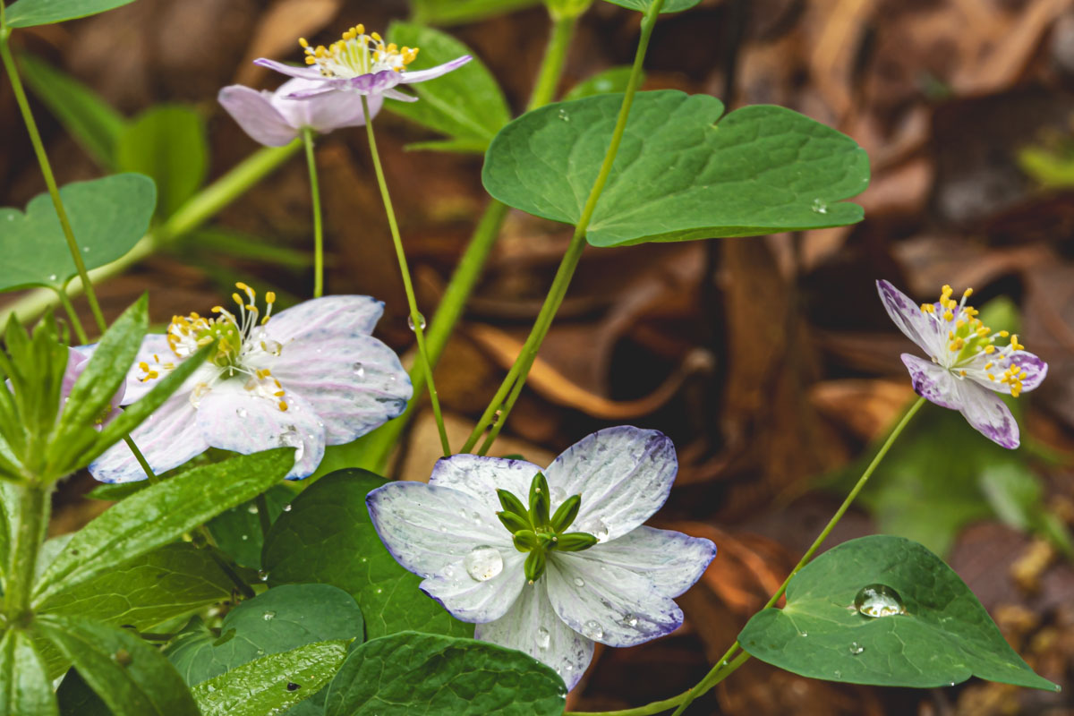 Rue-Anemone