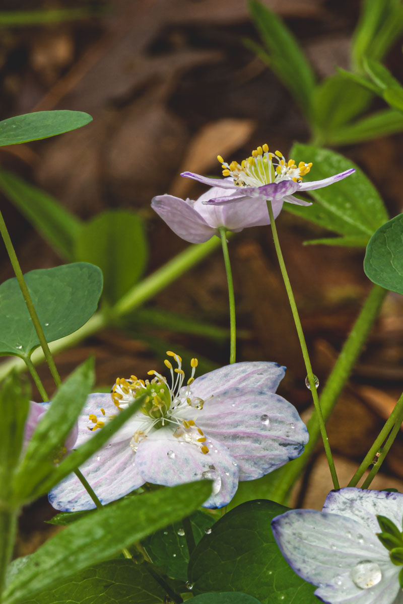 Rue-Anemone