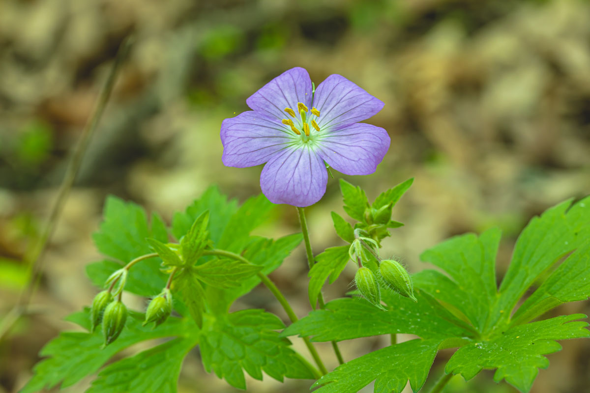 Geranium