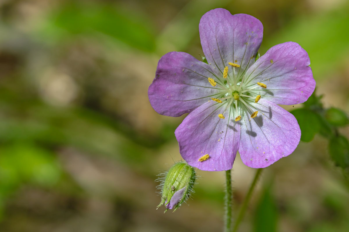Geranium