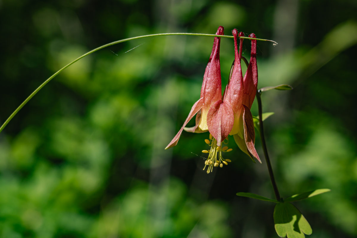 Columbine
