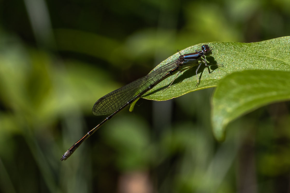 Blue dancer damselfly