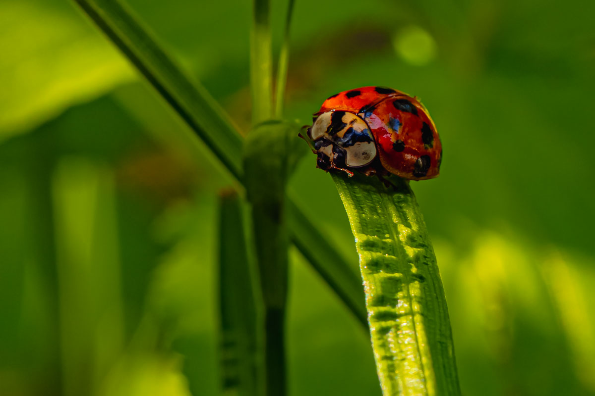 Coccinellidae