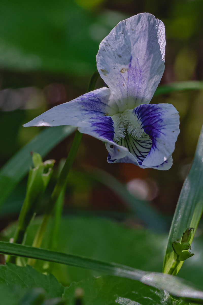 Violet