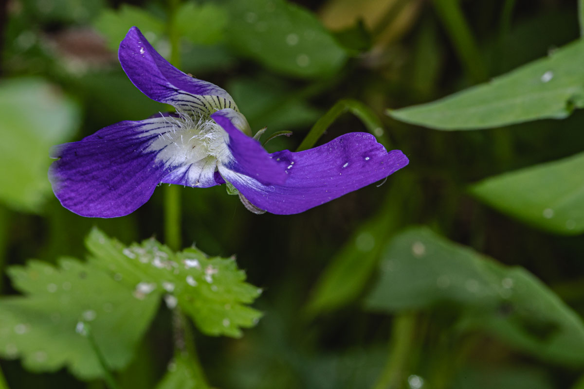 Blue Violet