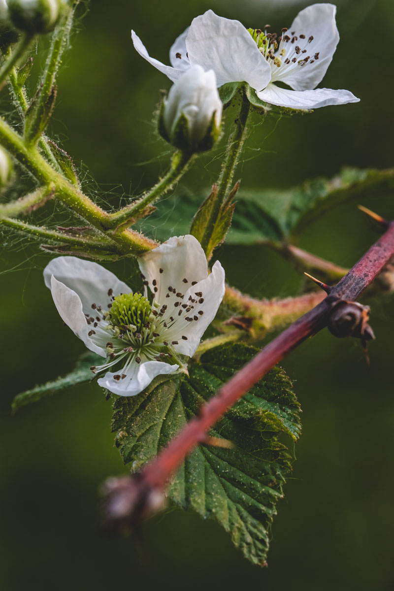 Sawtooth blackberry blossom