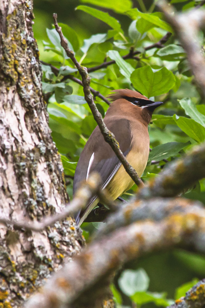 Cedar waxwing