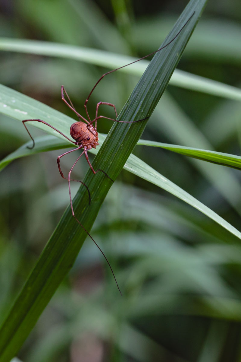 Daddy Longlegs