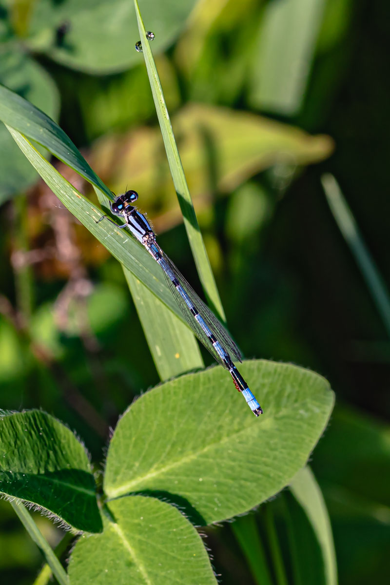 Blue dancer damselfly
