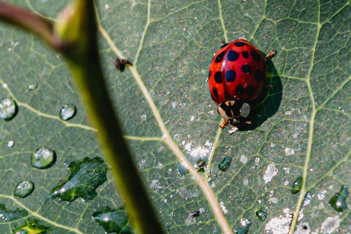 Ladybug