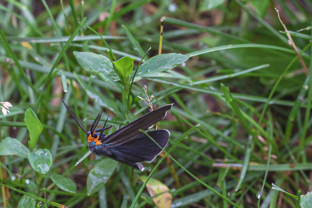 Virginia Ctenucha 2