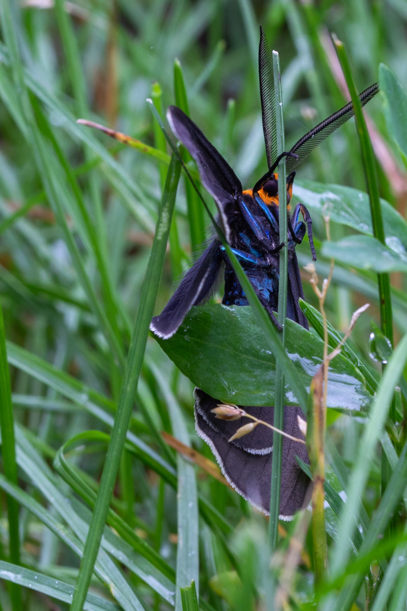 Virginia Ctenucha 3