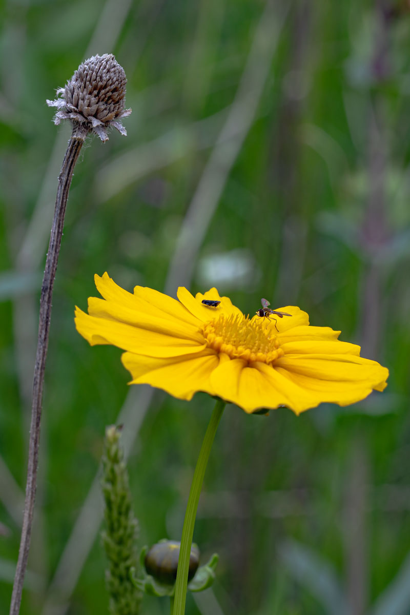 Coreopsis