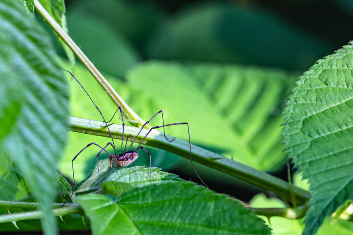 Harvestman