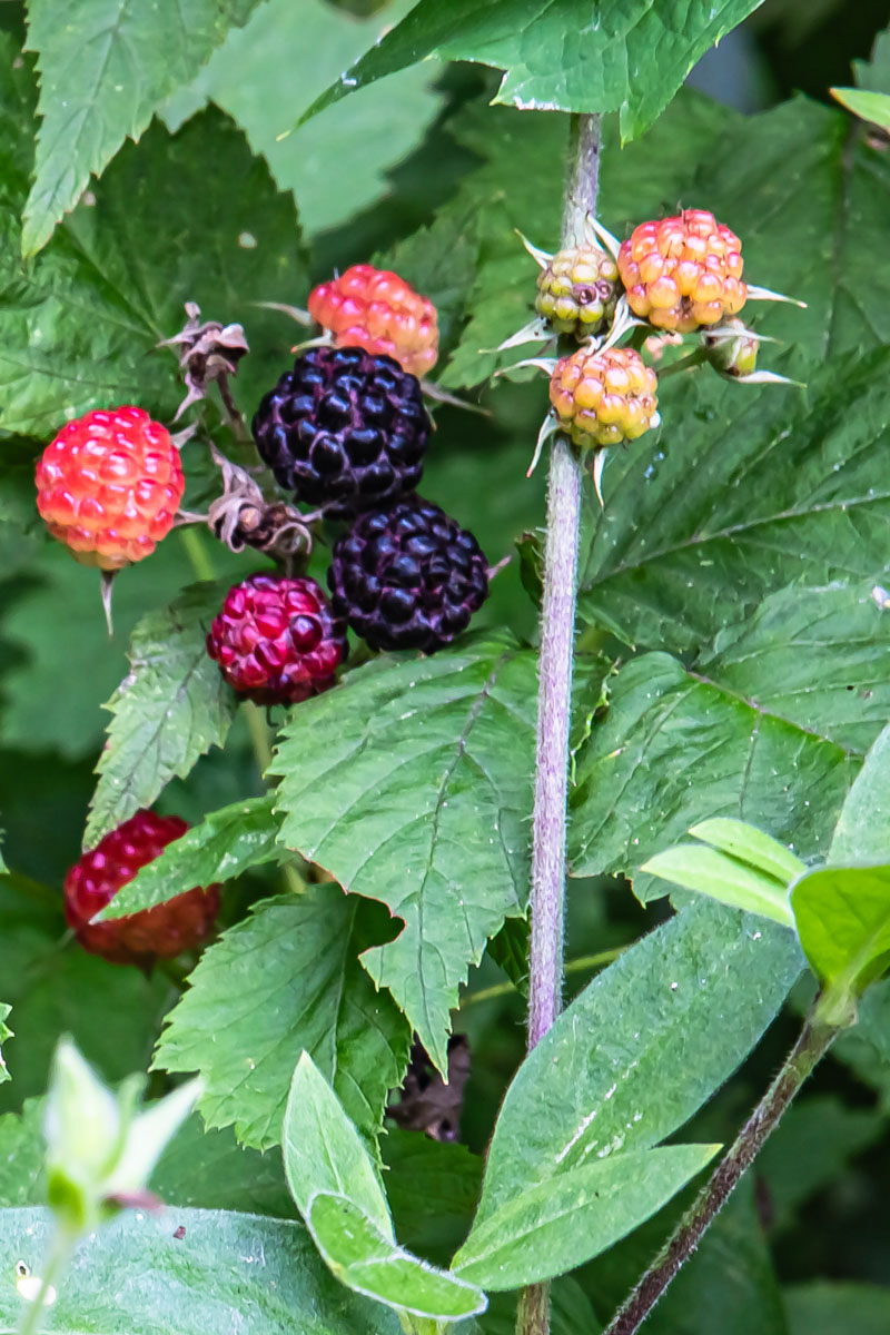 Black Raspberries