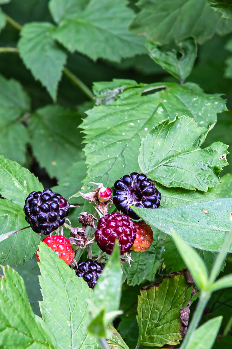 Black raspberries