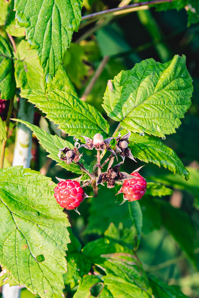 Black Raspberry