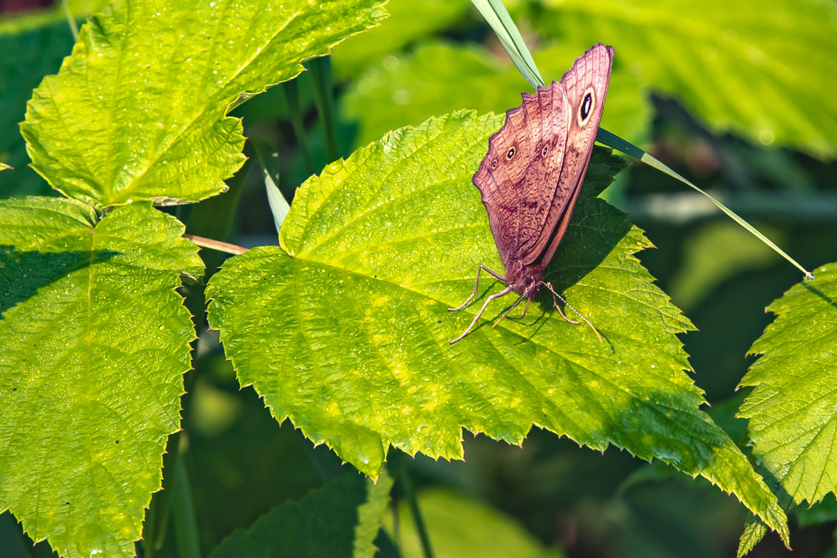 Northern Pearly-eye butterfly