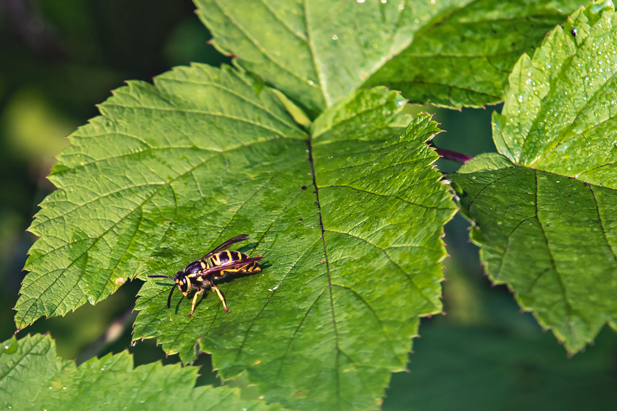 Yellowjacket